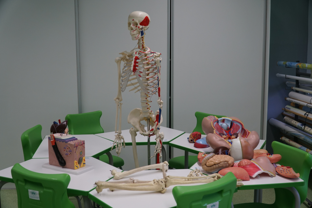 Szkielet ludzki wraz z modelem anatomicznym ciała człowieka