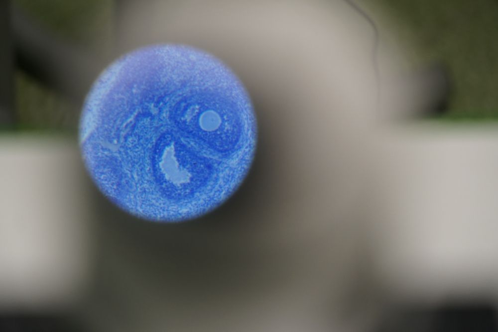 Widok jajnika ssaka pod mikroskopem