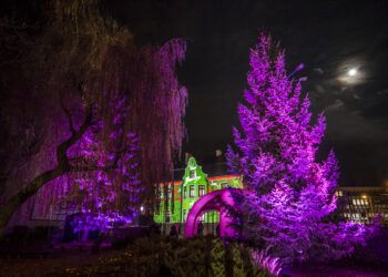 Budynek i drzewa oświetlone kolorowymi światłami w nocy