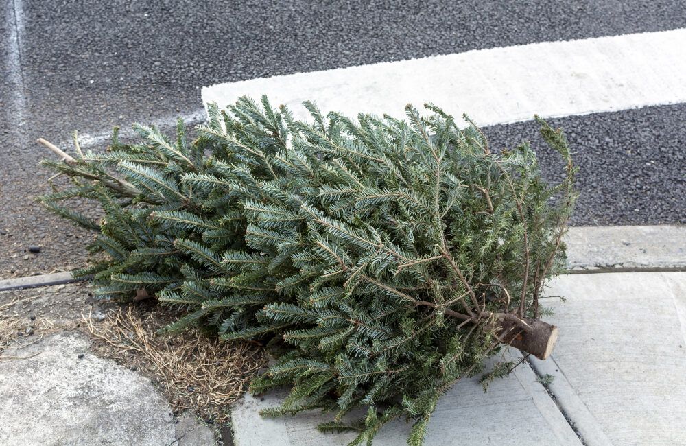 Choinka - drzewko bożonarodzeniowe położona na chodniku