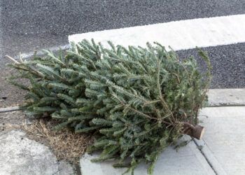 Choinka - drzewko bożonarodzeniowe położona na chodniku