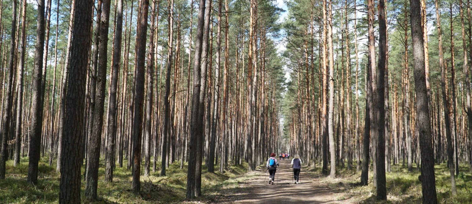 Droga prowadząca przez las w oddali grupa osób na trasie nordic walking