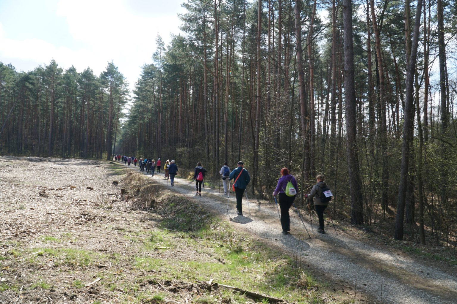 Grupa osób na trasie nordic walking, w tle drzewa