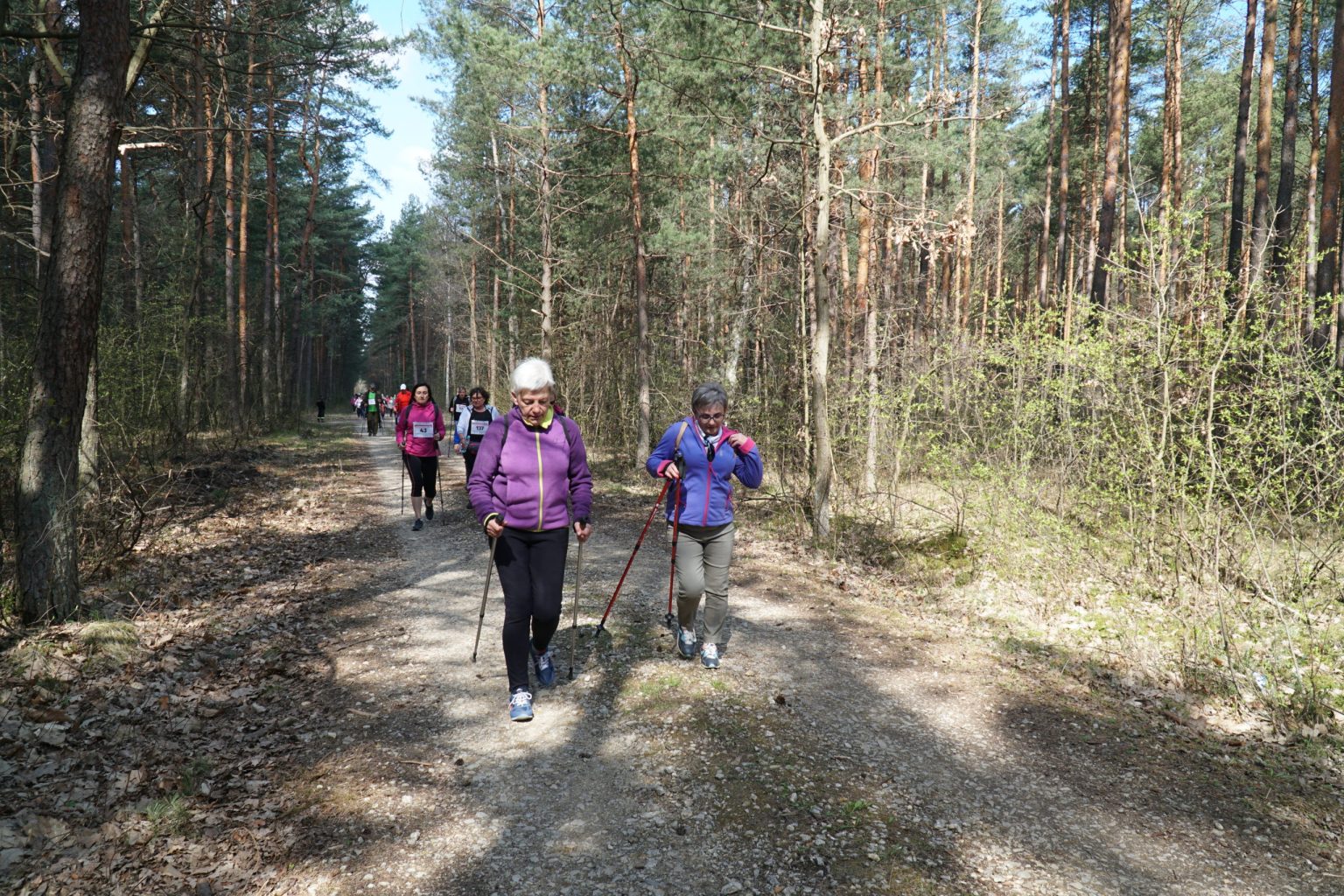 Grupa osób na trasie nordic walking prowadzącej przez las
