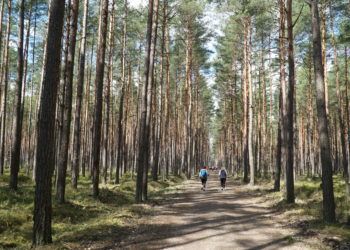 Droga prowadząca przez las w oddali grupa osób na trasie nordic walking