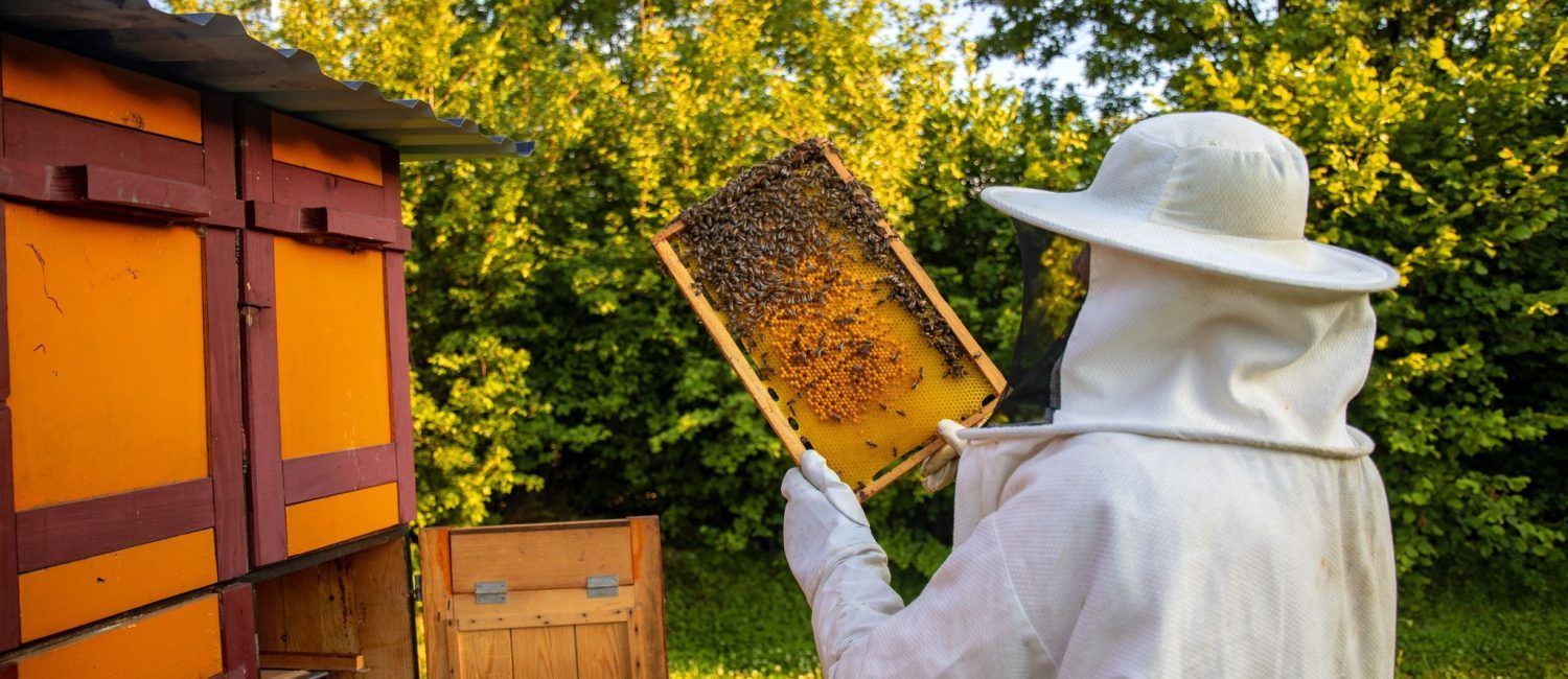 Widok pszczelarza zbierającego miód i wosk pszczeli
